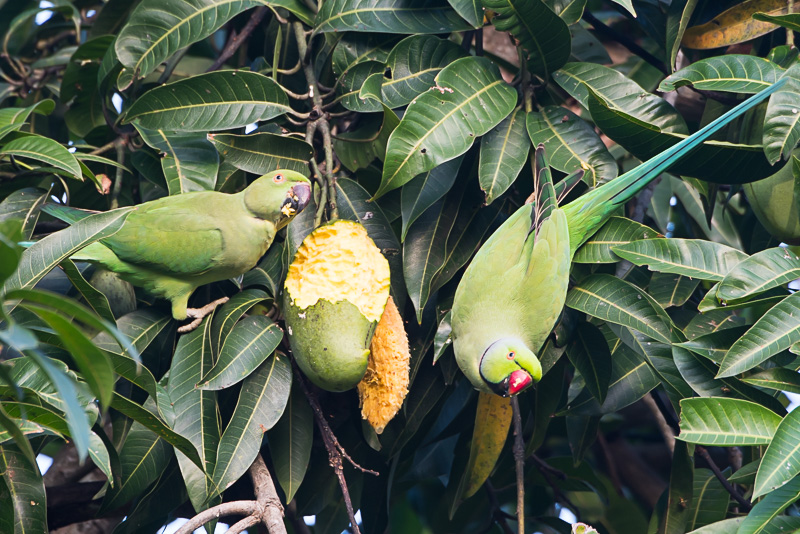 Click to open Day 5: Jaffna, Northern Province